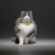 Fluffy (not her real name) is modeling a bright yellow Catterbox. If only she could tell you how she really feels.
